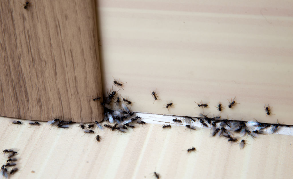 black-ant-pest-spray